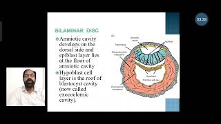 6 Formation of extraembryonic mesoderm and coelom amp bilaminar disc [upl. by Rehpinej]