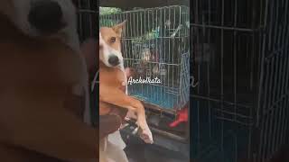 How are dogs sent for spaying  dog doglover dogs subscribe support share dogshorts help [upl. by Brasca403]