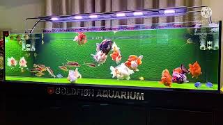 Ryukin goldfish tank [upl. by Boycie]