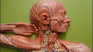 Lymph Flow through Lymphatic Trunks and Ducts [upl. by Fulcher]