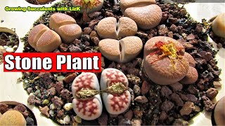 How to GROW and CARE for LITHOPS  Growing Succulents with LizK [upl. by Uoliram]