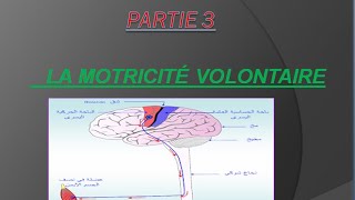 التحركية الارادية la motricité volontaire [upl. by Coffeng]