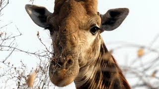 South Africa  Makalali Game Reserve Tour  early Morning [upl. by Lytsirk]