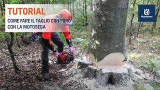 Lavorare con la motosega  Taglio con foro [upl. by Schellens]