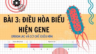 Bài 3 Điều Hòa Biểu Hiện Gene Operon Lac ở E coli  Bài Giảng Chi Tiết Sinh Học Lớp 12 [upl. by Olegnaed]