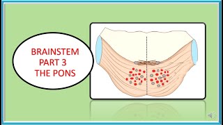 BRAINSTEM PAALS PART 3 THE PONS [upl. by Marinelli848]