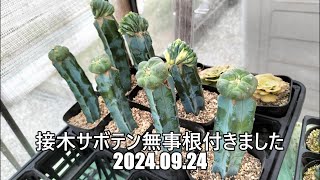 接木サボテン無事根付きました 2024 09 24 [upl. by Brosy451]