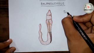 NEET BIO  Explained Diagram Of Balanoglossus Animal kingdom phylum Hemichordata [upl. by Kralc]