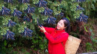 Harvesting gleditsia fruit amp Goes To Market Sell  Gardening And Cooking  Lý Tiểu Vân [upl. by Adniuqal]