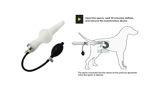 Pet Canine Insemination Tool Artificial Insemination Kit [upl. by Griffith]