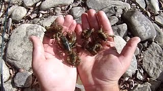 How To 8 Catching Crayfish By Hand for Bait Fishing [upl. by Assenad]