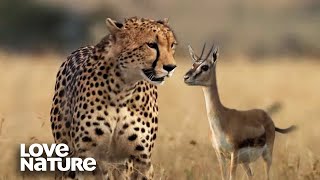 Cheetah Hunts Newborn Gazelle to Feed Cubs  Love Nature [upl. by Sidnac]