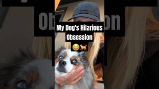 My Dog Is Crazy Obsessed With This [upl. by Yrro]