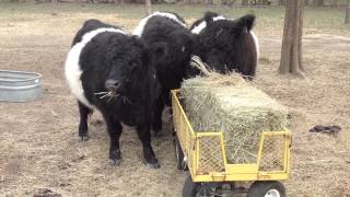 Miniature Scottish beltie cowsOH GOD THEY ARE SO CUTE Oreo cows [upl. by Anstus]