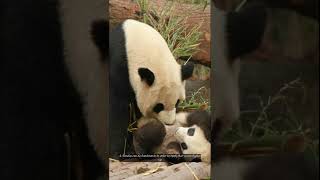 6 interesting facts about Pandas [upl. by Orv]