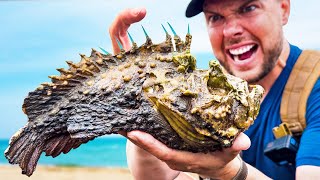 STUNG by a Stonefish Most Painful Sting on Earth [upl. by Yarezed]