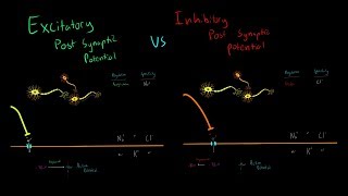 Excitatory vs Inhibitory Neurotransmitters and Post Synaptic Potentials Triggering Action Potentials [upl. by Annawat]