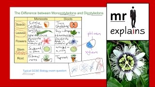 mr i explains The Difference between Monocotyledons and Dicotyledons [upl. by Burck]