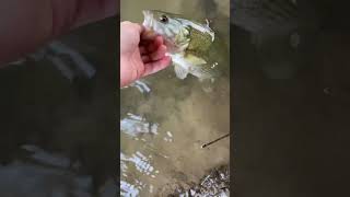 Exploring new creek fishing spotspotted bass release fishing creekadventure creek creekwater [upl. by Kcirreg]