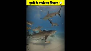 हाथों से शार्क का शिकार🤯Barehanded shark fishing shorts [upl. by Baecher]