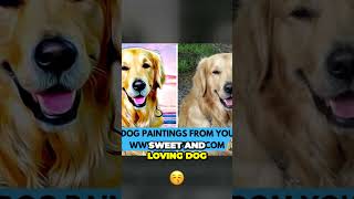 Explaining Differences Between Golden and Labrador Retrievers [upl. by Ayita]