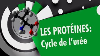 Cycle de lurée  Les protéines 44 [upl. by Namyw]