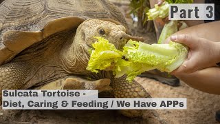 Sulcata Tortoise Part 3  Diet Care Food Feeding amp TTT APP [upl. by Aeneus491]