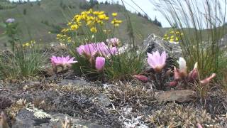 Lewisia rediviva without Bach [upl. by Theadora792]