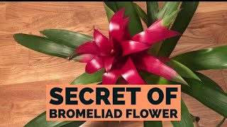 Bromeliad Guzmania  How To Care [upl. by Mackler313]