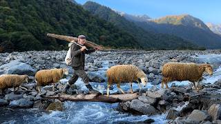 This Family Herd Sheep Every Single Day For The Last 20 Years [upl. by Letnuahs]