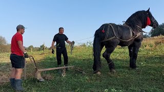 📢🚜Фараон PERCHERON виорює і везе картоплю 🥔🍟🥵 [upl. by Allissa290]