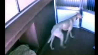 The Greatest Dog Shelter Escape of All Time [upl. by Moishe]