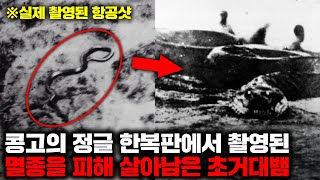 콩고의 울창한 정글 속에서 발견된 엄청난 크기의 거대뱀과 그 충격적인 증언들 미스터리 [upl. by Yenaffit]