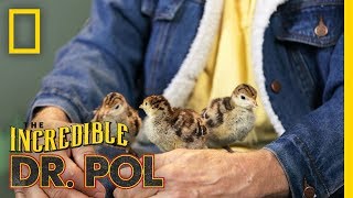 A Tiny Turkey Takeover  Season 2 Episode 7  Barnyard Babies with Dr Pol [upl. by Culbertson]