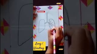 How to draw lung windbag ফুসফুস drawing easyart NVWlearnsmart [upl. by Nahtanha]