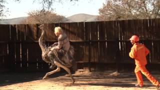 Tim Charody goes ostrich riding [upl. by Lauritz]