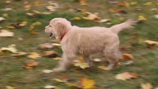 Golden Retriever Puppy For Sale [upl. by Analla]