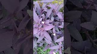 Levander foliage plants  yt shorts viral videos  yt shorts studio plz subscribe my channel 🙏 [upl. by Gnourt109]