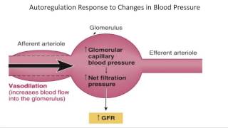 Physiology  Urinary System Natriuretic Peptides [upl. by Gnoz]