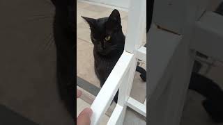 Kara kedi bana kızdı shortvideo cat keşfet kedi catlover reels reelsvideo funny cats [upl. by Averyl698]