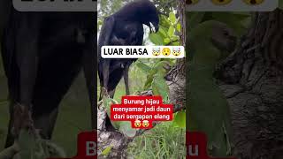 Lihat burung ini menyamar jadi daun ketika elang mau memangsanya [upl. by Cioban598]