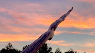 Teaching Wood to Bend Tillering an Ironwood Bow [upl. by Johny918]