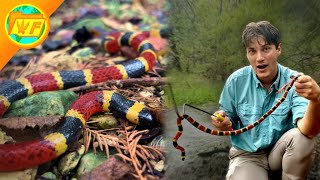 DEADLIEST VENOM in America The Coral Snake [upl. by Glenn]