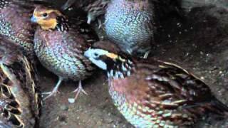 Bobwhite Quail 2 year old part 2 [upl. by O'Malley882]