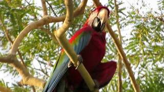 Macaws in Brazil in the wild [upl. by Atorod920]