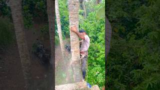 ￼ Coconut tree cutting l K M [upl. by Prince]