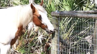 Horse opening a gate on its own [upl. by Elsa]