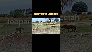 cheetah vs leopard trending animals wildlife cheetah leopard youtubeshorts shorts [upl. by Iras]