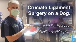 Cruciate Ligament Surgery in Dog ACL in Dog [upl. by Kcaz726]