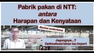 Pabrik Pakan Ternak babi di NTT antara harapan dan Kenyataan [upl. by Bremer]